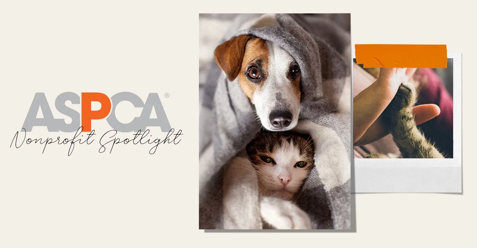 Is the ASPCA a Good Charity