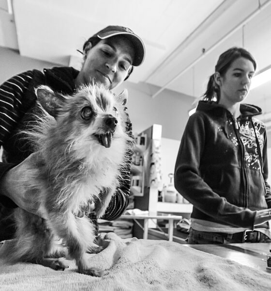 SPCA Montreal animal shelter and adoption center