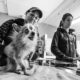 SPCA Montreal animal shelter and adoption center